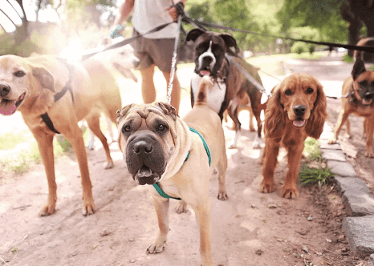 dog-walker